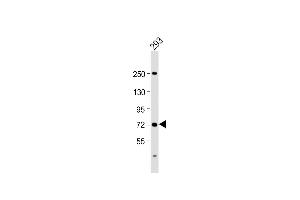 Anti-SLC6A19 Antibody (C-Term) at 1:2000 dilution + 293 whole cell lysate Lysates/proteins at 20 μg per lane. (SLC6A19 抗体  (AA 544-575))