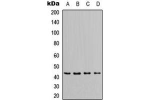 Western blot analysis of Apolipoprotein L1 expression in MCF7 (A), HeLa (B), NS-1 (C), PC12 (D) whole cell lysates. (APOL1 抗体  (Center))
