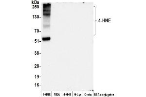 Western Blotting (WB) image for anti-4-Hydroxynonenal (HNE) antibody (ABIN7449315)