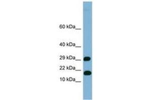 Image no. 1 for anti-TRAPPC2L (N-Term) antibody (ABIN6741901) (TRAPPC2L 抗体  (N-Term))