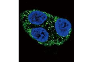 Confocal immunofluorescent analysis of Tyrosinase Antibody (C-term) (ABIN391520 and ABIN2841480) with HepG2 cell followed by Alexa Fluor 488-conjugated goat anti-rabbit lgG (green). (TYR 抗体  (C-Term))