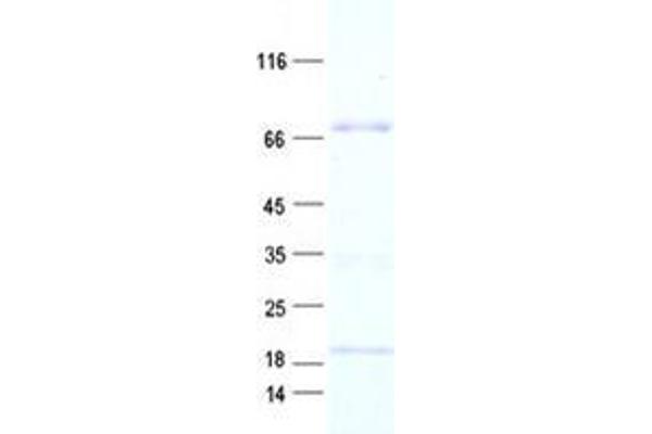 ZNF234 Protein (His tag)