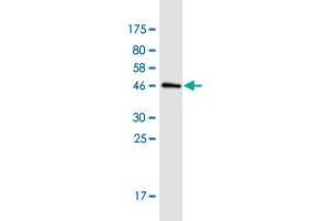 Western Blot detection against Immunogen (45. (Cytohesin 3 抗体  (AA 1-179))