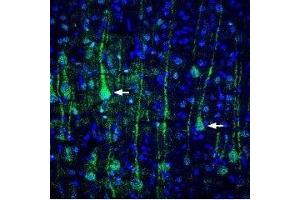Expression of VGLUT1 in rat cortex - Immunohistochemical staining of perfusion-fixed rat brain frozen sections using Anti-VGLUT1 Antibody (ABIN7043684, ABIN7044368 and ABIN7044369), (1:400), followed by goat-anti-rabbit-Alexa-488. (SLC17A7 抗体  (Cytosolic, N-Term))