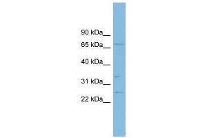 GRAP antibody used at 1 ug/ml to detect target protein. (GRAP 抗体  (Middle Region))