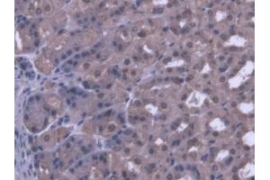 DAB staining on IHC-P; Samples: Mouse Stomach Tissue (PANK1 抗体  (AA 298-500))
