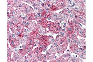Anti-GPR126 antibody IHC of human liver. (G Protein-Coupled Receptor 126 抗体  (Internal Region))