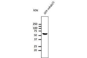 Anti-Rab2S Ab at 1/1,000 dilution, HEK293 cells transfected With GFP-Rab25, rabbit polyclonal to goat lµg (HRP) at 1/10,000 dilution, (RAB25 抗体  (C-Term))
