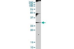Western Blotting (WB) image for anti-Killer Cell Lectin-Like Receptor Subfamily C, Member 1 (KLRC1) (AA 1-233) antibody (ABIN517356)