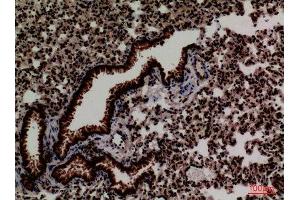 Immunohistochemistry (IHC) analysis of paraffin-embedded Mouse Lung, antibody was diluted at 1:100. (FOXP1 抗体  (C-Term))