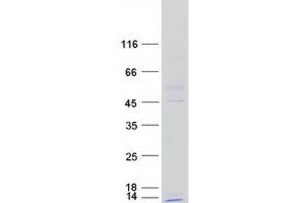 NDUFC1 Protein (Myc-DYKDDDDK Tag)