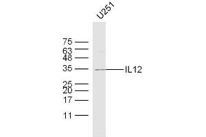 U251 lysates probed with IL12 Polyclonal Antibody, Unconjugated  at 1:300 dilution and 4˚C overnight incubation. (IL12 抗体  (AA 51-150))
