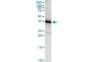 Immunoprecipitation of SGTA transfected lysate using anti-SGTA MaxPab rabbit polyclonal antibody and Protein A Magnetic Bead , and immunoblotted with SGTA purified MaxPab mouse polyclonal antibody (B01P) . (SGTA 抗体  (AA 1-313))