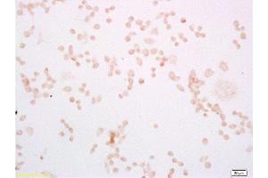 Immunofluorescence (Cultured Cells) (IF (cc)) image for anti-Toll-Like Receptor 4 (TLR4) (AA 751-835) antibody (ABIN736491)
