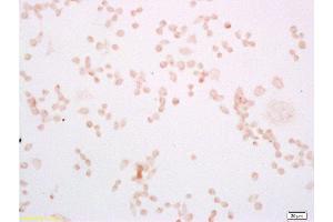 Mouse macrophages(RAW264. (TLR4 抗体  (AA 751-835))