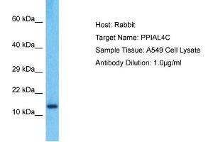 Host: Rabbit Target Name: PPIAL4C Sample Type: A549 Whole Cell lysates Antibody Dilution: 1. (PPIAL4C 抗体  (C-Term))