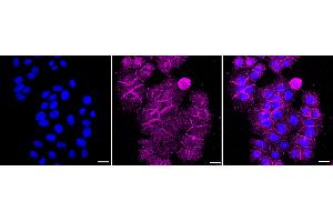 anti-Cadherin Pan antibody
