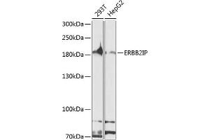Western blot analysis of extracts of various cell lines, using ERBB2IP antibody (ABIN6127875, ABIN6140250, ABIN6140251 and ABIN6224690) at 1:1000 dilution. (ERBB2IP 抗体  (AA 1152-1371))