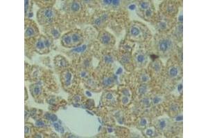 IHC-P analysis of Kidney tissue, with DAB staining. (Manic Fringe 抗体  (AA 73-310))