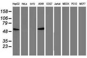 Image no. 5 for anti-Tumor Protein P53 (TP53) antibody (ABIN1499968) (p53 抗体)