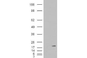Western Blotting (WB) image for Phospholipase A2, Group IB (PLA2G1B) peptide (ABIN370261)