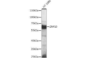 Western blot analysis of extracts of HT-1080 cells, using ZNF10 antibody (ABIN7271450) at 1:1000 dilution. (ZNF10 抗体  (AA 1-200))