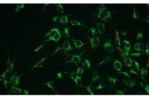 Immunofluorescence (IF) image for anti-BCL2-Associated X Protein (BAX) (N-Term) antibody (ABIN870624) (BAX 抗体  (N-Term))