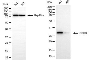 Western blotting analysis using SBDS antibody (ABIN7800330). (Recombinant SBDS 抗体)