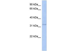 WB Suggested Anti-C10orf96 Antibody Titration: 0. (C10ORF96 抗体  (Middle Region))