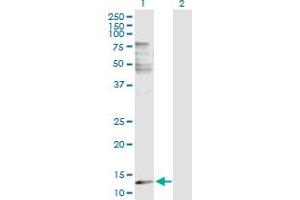 Western Blot analysis of PLA2G2E expression in transfected 293T cell line by PLA2G2E MaxPab polyclonal antibody. (PLA2G2E 抗体  (AA 1-142))