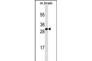 HMGB1 Antibody (C-term) ABIN1536601 western blot analysis in mouse brain tissue lysates (35 μg/lane). (HMGB1 抗体  (C-Term))