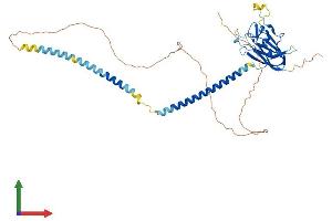 Protein Structure (PS) image for Sperm Associated Antigen 4 (SPAG4) (AA 1-437) protein (His tag) (ABIN7546151)