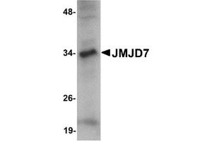 Western Blotting (WB) image for anti-Jumonji Domain Containing 7 (JMJD7) (C-Term) antibody (ABIN1030456) (JMJD7 抗体  (C-Term))