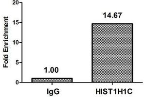 Chromatin Immunoprecipitation Hela (4*10 6 , treated with 30 mM sodium butyrate for 4h) were treated with Micrococcal Nuclease, sonicated, and immunoprecipitated with 5 μg anti-HIST1H1C (ABIN7139201) or a control normal rabbit IgG. (HIST1H1C 抗体  (acLys84))