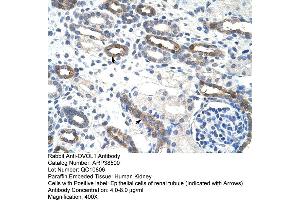 Human kidney (OVOL1 抗体  (C-Term))