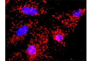 Proximity Ligation Analysis of protein-protein interactions between CDC20 and ANAPC11. (CDC20 抗体  (AA 1-499))