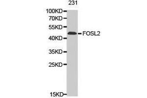 Western Blotting (WB) image for anti-FOS-Like Antigen 2 (FOSL2) antibody (ABIN1872720) (FOSL2 抗体)