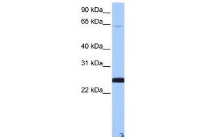 LOC344065 antibody used at 0. (ZFP 570-like 抗体  (N-Term))