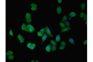 Immunofluorescent analysis of HepG2 cells using ABIN7150009 at dilution of 1:100 and Alexa Fluor 488-congugated AffiniPure Goat Anti-Rabbit IgG(H+L) (ATPBD4 抗体  (AA 8-267))