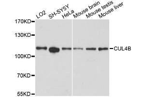 Western blot analysis of extracts of various cell lines, using CUL4B antibody (ABIN6291961) at 1:3000 dilution. (Cullin 4B 抗体)
