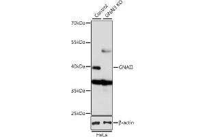 Western blot analysis of extracts from normal (control) and GN knockout (KO) HeLa cells, using GN antibody (ABIN6132024, ABIN6141204, ABIN6141206 and ABIN7101418) at 1:1000 dilution. (GNAI3 抗体  (AA 1-354))