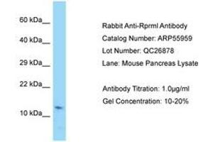 Image no. 1 for anti-Reprimo-Like (RPRML) (AA 41-90) antibody (ABIN6749936) (RPRML 抗体  (AA 41-90))