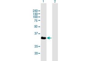 Western Blot analysis of VGLL2 expression in transfected 293T cell line by VGLL2 MaxPab polyclonal antibody. (VGLL2 抗体  (AA 1-317))