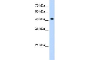 WB Suggested Anti-SEPT6(septin 6) Antibody Titration:  1. (Septin 6 抗体  (Middle Region))