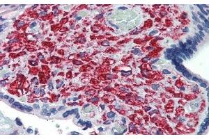 Detection of dLK1 in Human Placenta Tissue using Polyclonal Antibody to Delta Like 1 Homolog (dLK1) (DLK1 抗体  (AA 177-326))