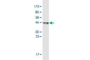 Western Blot detection against Immunogen (45. (SPATA19 抗体  (AA 1-167))