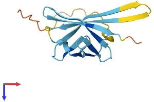 AlphaFold protein structure predicition of Mouse Recombinant Tcl1b5 Protein, UniprotID P56845