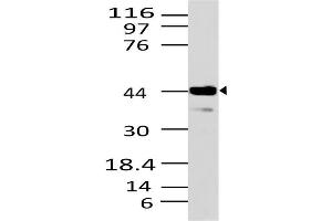Image no. 1 for anti-STE20-Related Kinase Adaptor beta (STRADB) (AA 150-415) antibody (ABIN5027023) (STRADB 抗体  (AA 150-415))