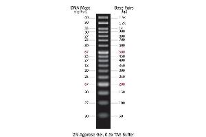 Agarose Gel Electrophoresis (AGE) image for ExcelBand™ 50 bp DNA Ladder (ABIN5662605) (ExcelBand™ 50 bp DNA Ladder)