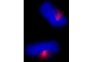 Immunofluorescence (IF) image for anti-Centrosomal Protein 170kDa (CEP170) (C-Term) antibody (ABIN7448386) (CEP170 抗体  (C-Term))